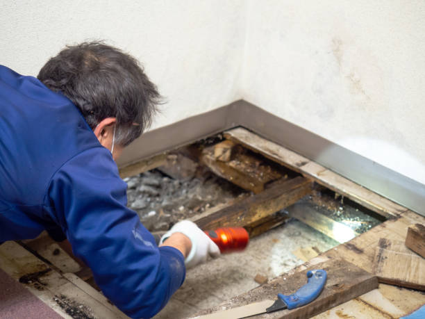 Best Mold Removal Near Me  in Woodacre, CA