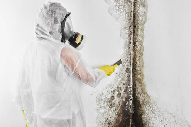 Certified Mold Removal in Woodacre, CA