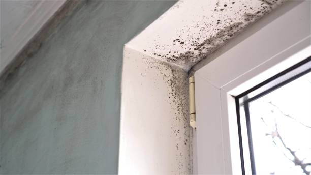 Best Residential Mold Removal  in Woodacre, CA