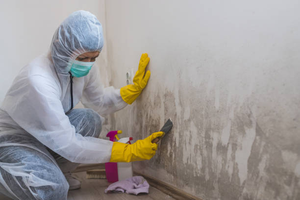 Best Mold Remediation Experts  in Woodacre, CA