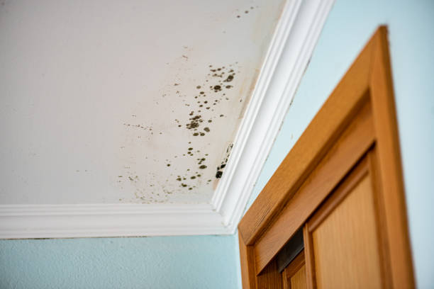Mold Removal and Inspection in Woodacre, CA