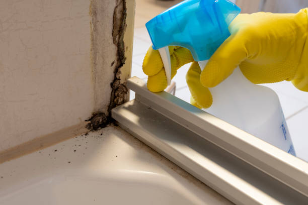 Best Mold Removal and Inspection  in Woodacre, CA