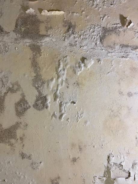 Best Mold Removal Near Me  in Woodacre, CA