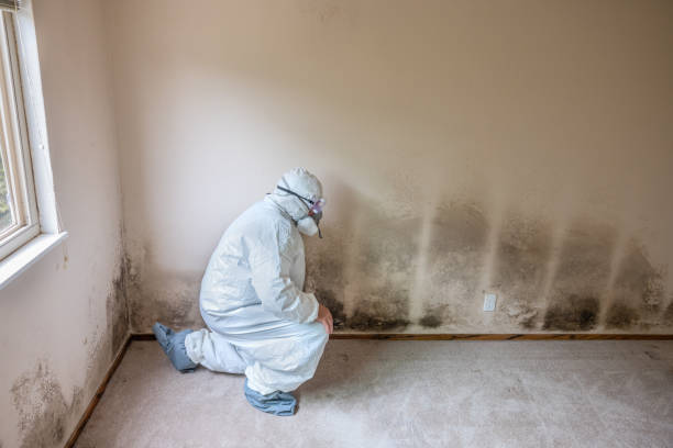 Best Black Mold Removal  in Woodacre, CA