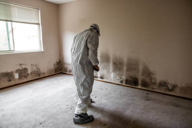 Best Office Mold Removal Services  in Woodacre, CA