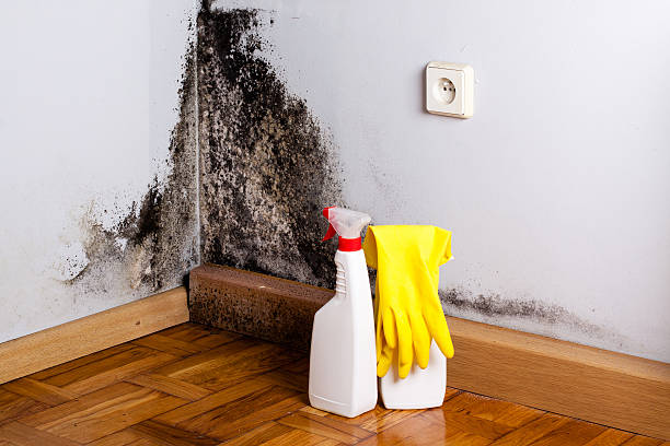 Best Affordable Mold Removal  in Woodacre, CA