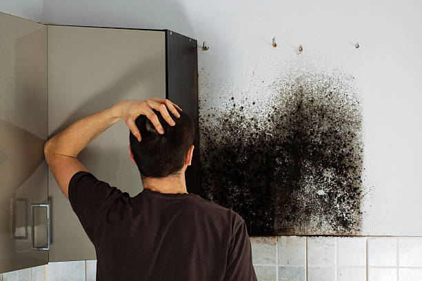 Best Commercial Mold Removal  in Woodacre, CA