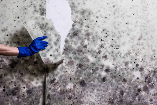 Best Fast Mold Removal  in Woodacre, CA