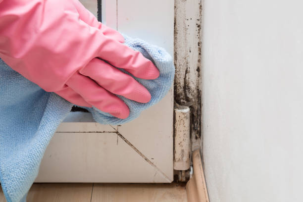 Best Local Mold Removal Service  in Woodacre, CA