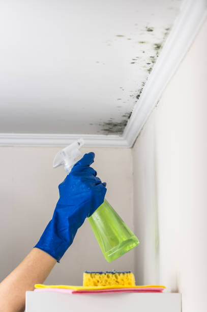 Best Mold Cleaning Services  in Woodacre, CA