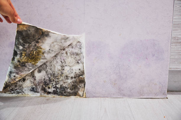 Best Fast Mold Removal  in Woodacre, CA